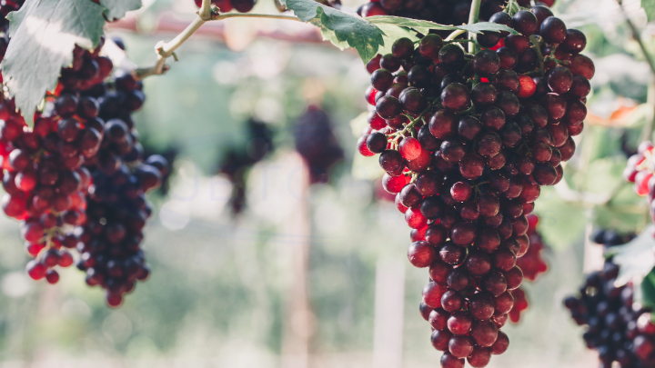 Wine Country Private Jet charters with JetOptions